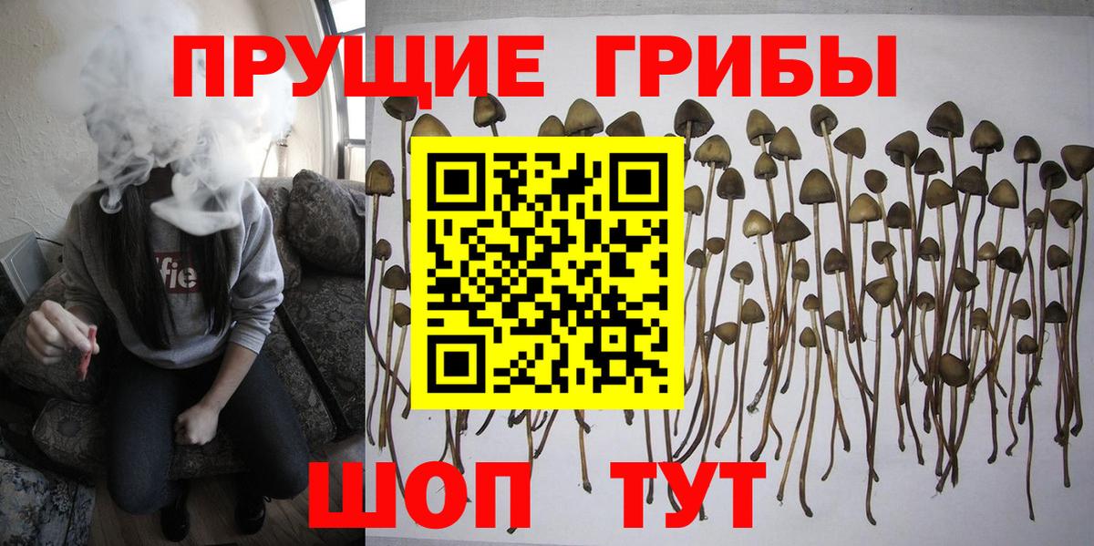 наркошоп  Вход с VPN  Касимов  Псилоцибиновые грибы Psilocybine cubensis 